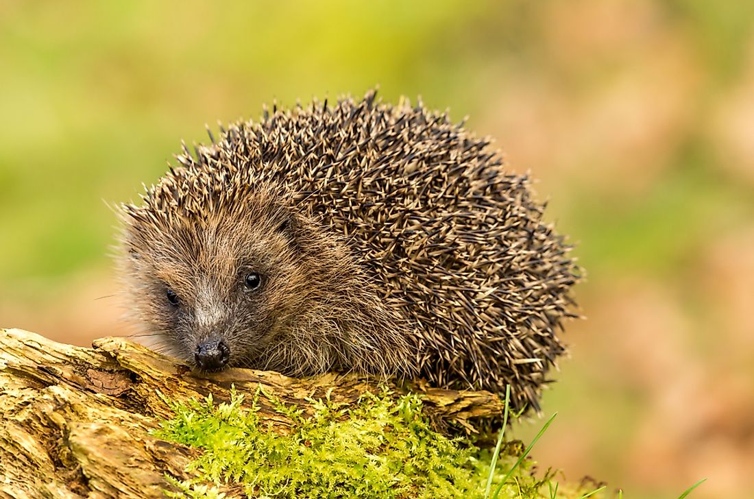 The European hedgehog is an example of an animal who hibernates. 