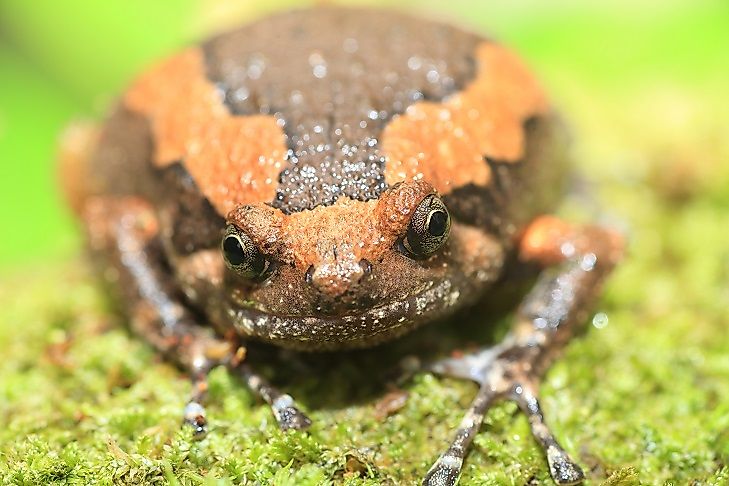 A Banded Bullfrog in the forest.