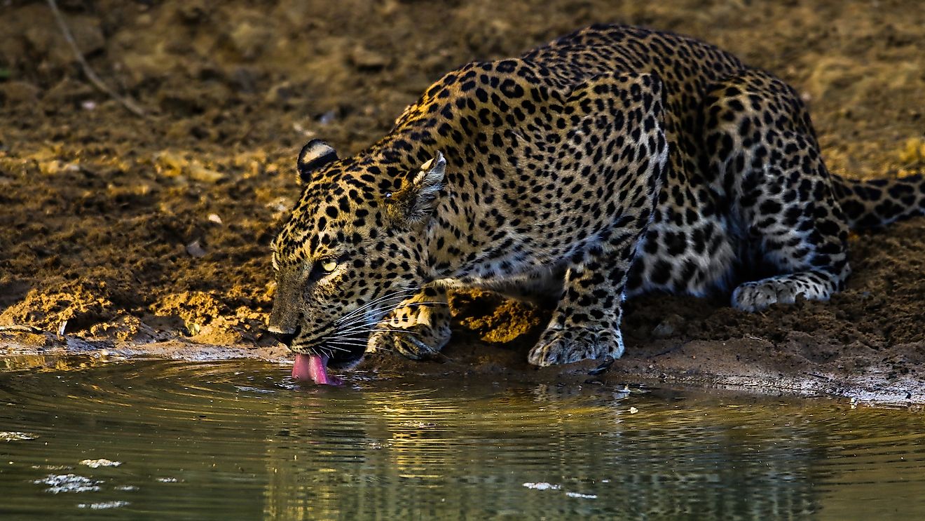 Sri Lankan leopard.