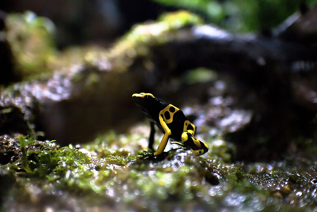 The yellow-banded poison dart frog is native to Venezuela. 