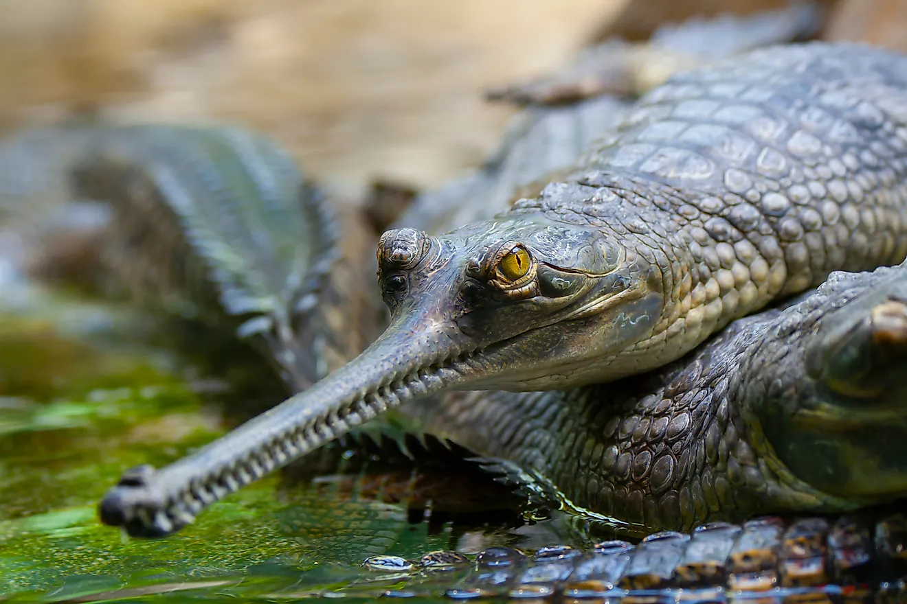 gharial close up shot