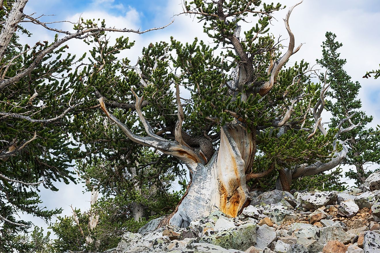 Californian trees, like the one pictured here, are among the world's oldest. 