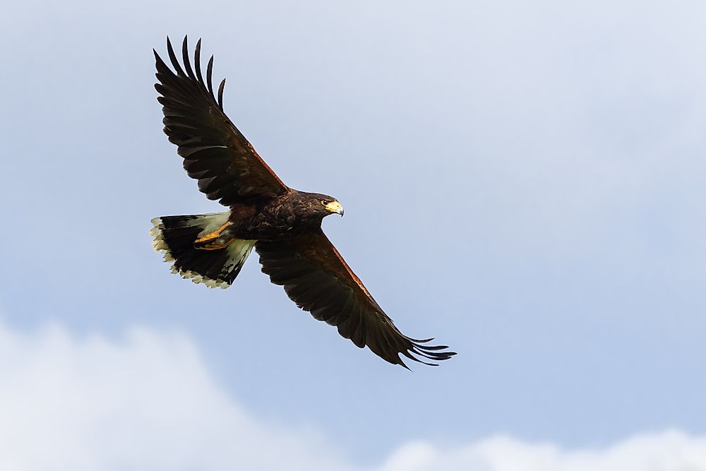 A harris hawk. 