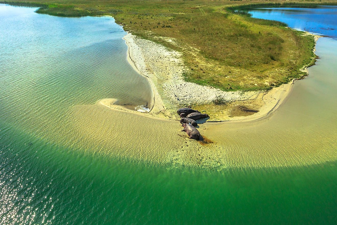 Cape hippopotamus sleeping on a shore of St Lucia Estuary in iSimangaliso Wetland Park, South Africa. Image credit: Benny Marty/Shutterstock.com