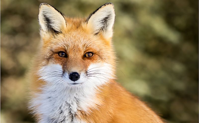 A beautiful red fox, one of the animals found in Kentucky.