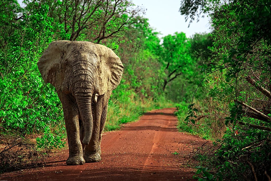 African bush elephant in Ghana's Mole National Park.