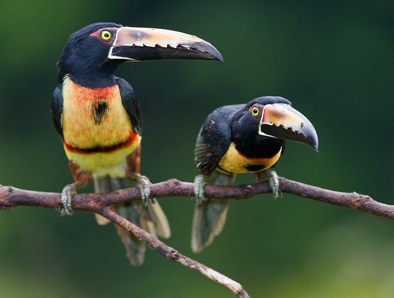 Collared Aracari. Image credit: Buteo/Shutterstock.com