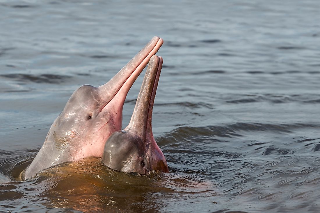 Amazon River dolphins. 