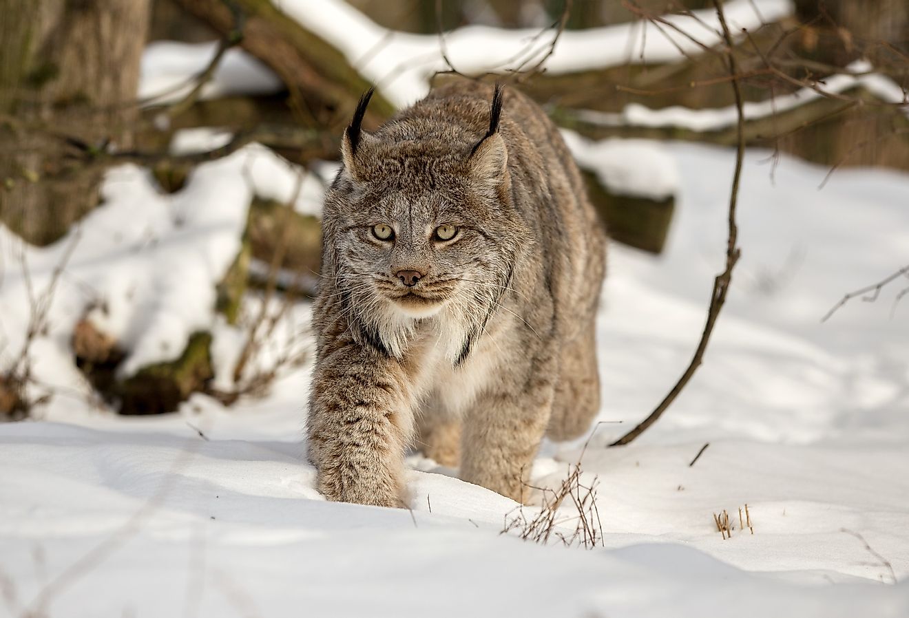 Canada lynx walking in deep snow cover in the woods on a sunny day.