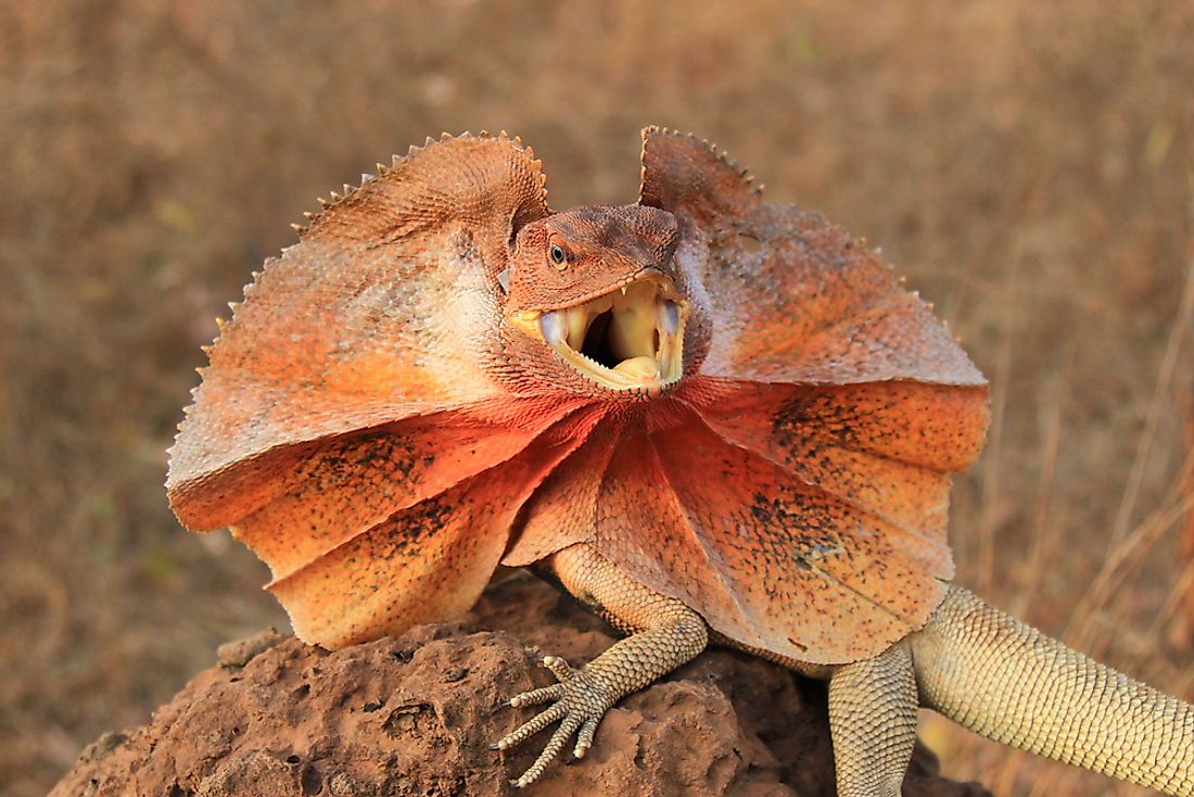 A frilled-neck lizard in the Australian outback. 