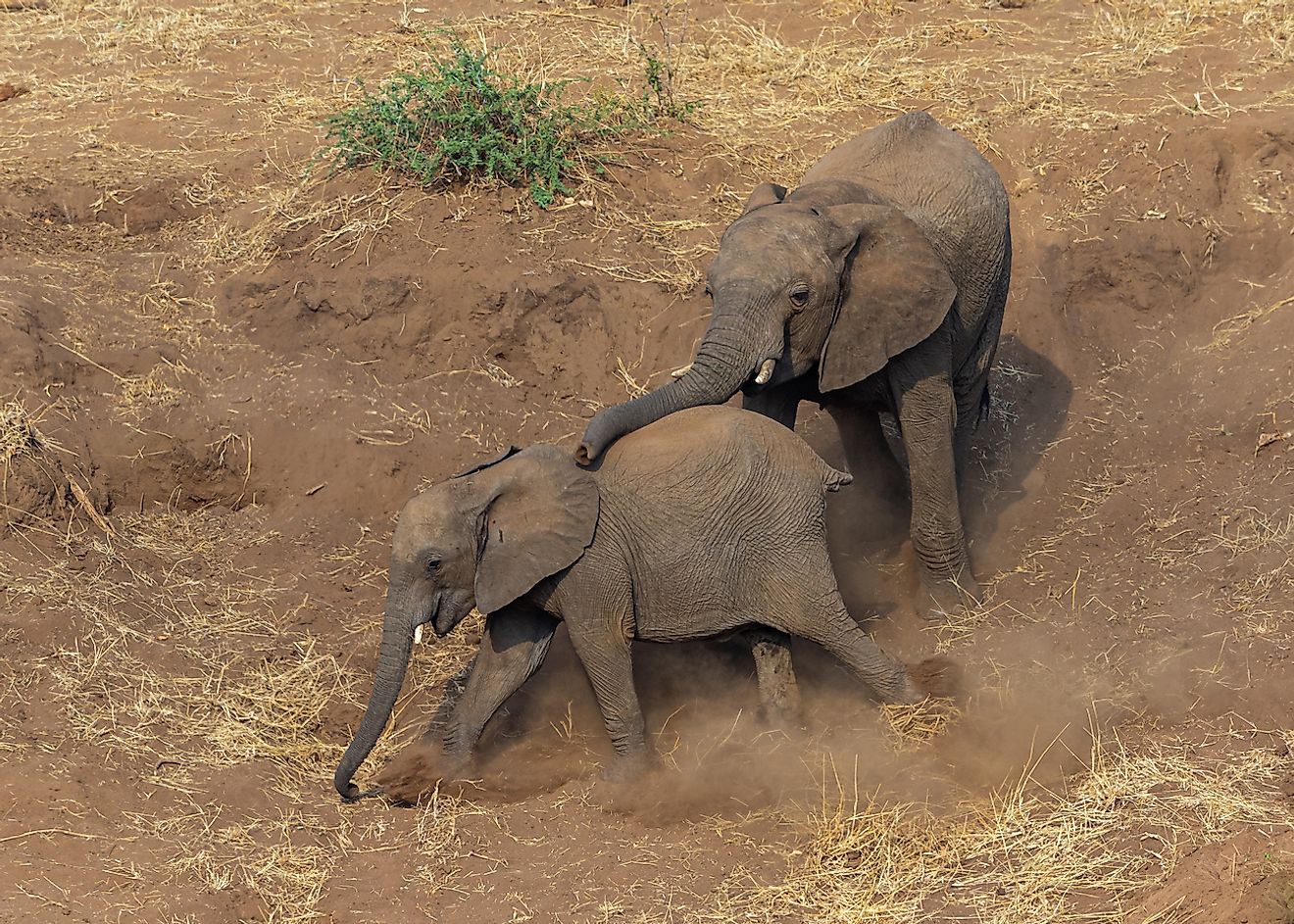 Elephant cow assisting and comforting a young elephant down a dusty steep slope in Kruger National Park. Image credit: LouisLotterPhotography