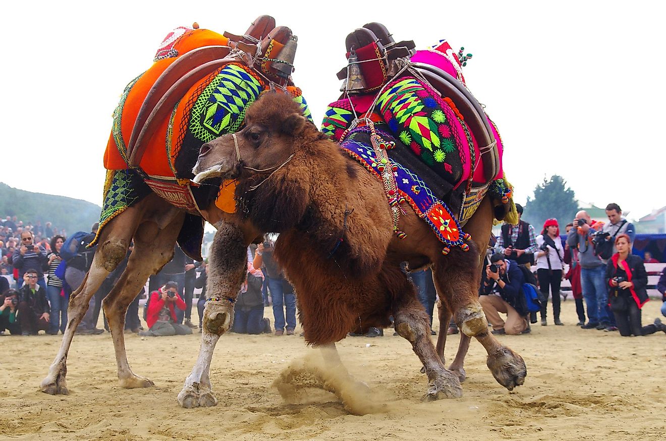This is almost considered a sport in Turkey; the camels are dressed in ceremonial garb, and whoever does not run is the winner. Image credit: Tayfun Yaman / Shutterstock.com