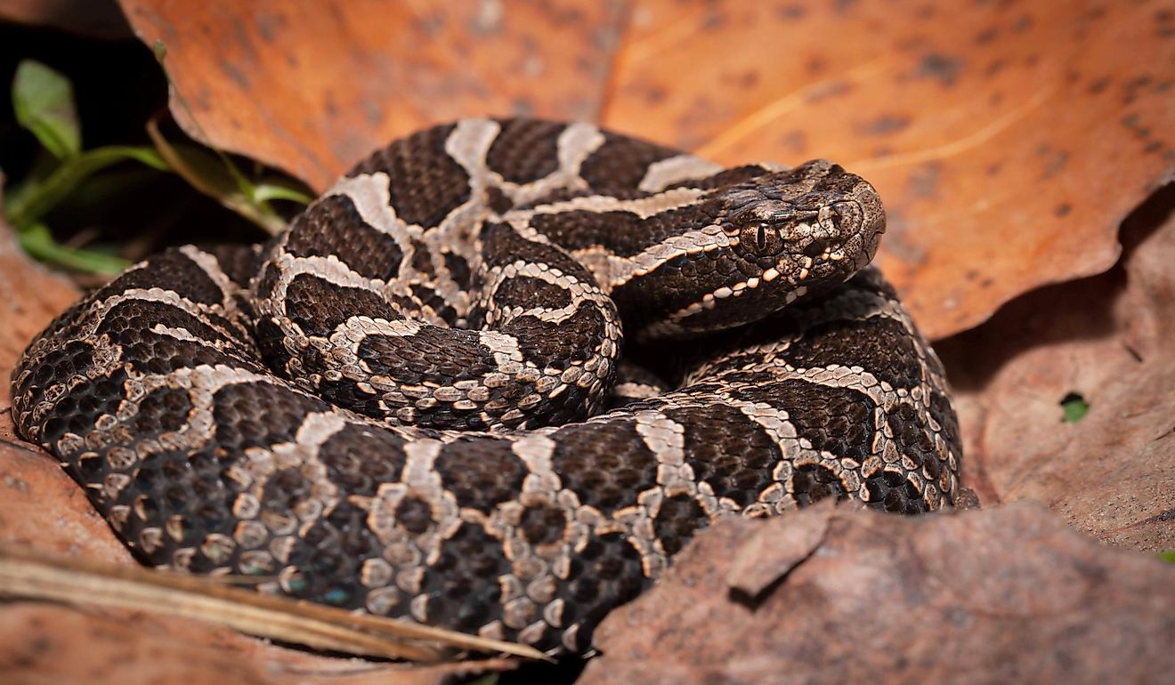The eastern massasauga rattlesnake curled up on leaf litter.