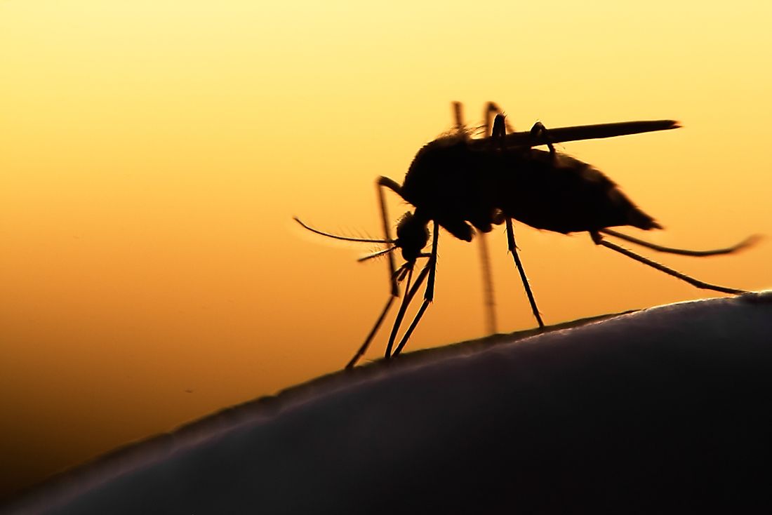Mosquitoes feed on human blood. 