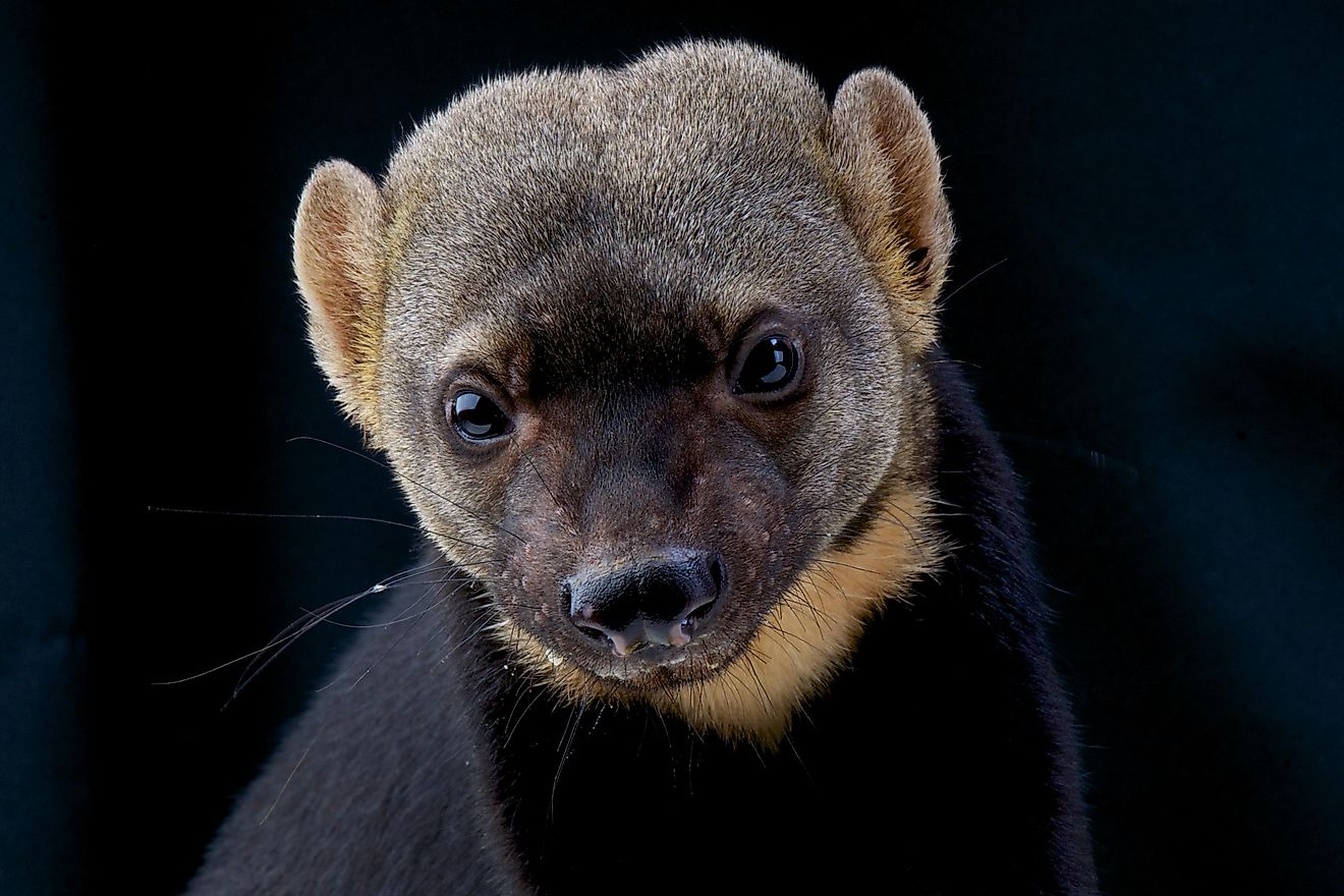 Honey Badger - Mellivora Capensis - South Africa