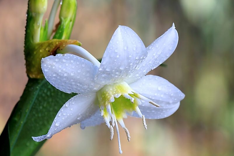 The beautiful Amazon Lily.