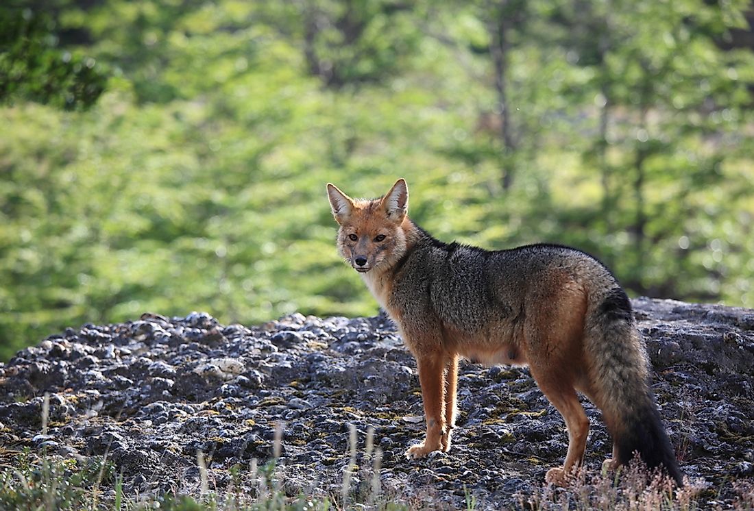 The South American gray fox. 