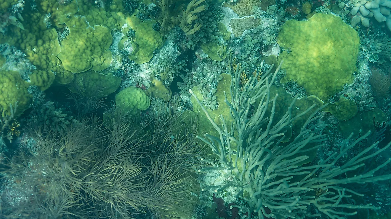 Biscayne National Park coral reef underwater seascape off the coast of Miami, Florida in Biscayne Bay. 