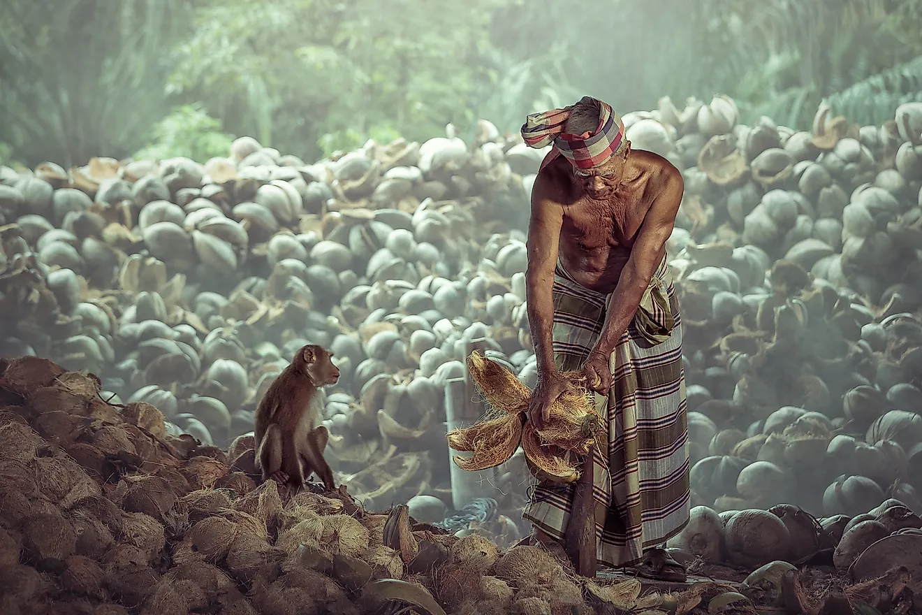 A farmer harvesting coconuts in Indonesia.