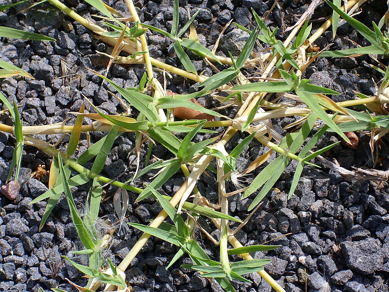 Cynodon plant runner. Image credit: Javier Martin/Public domain