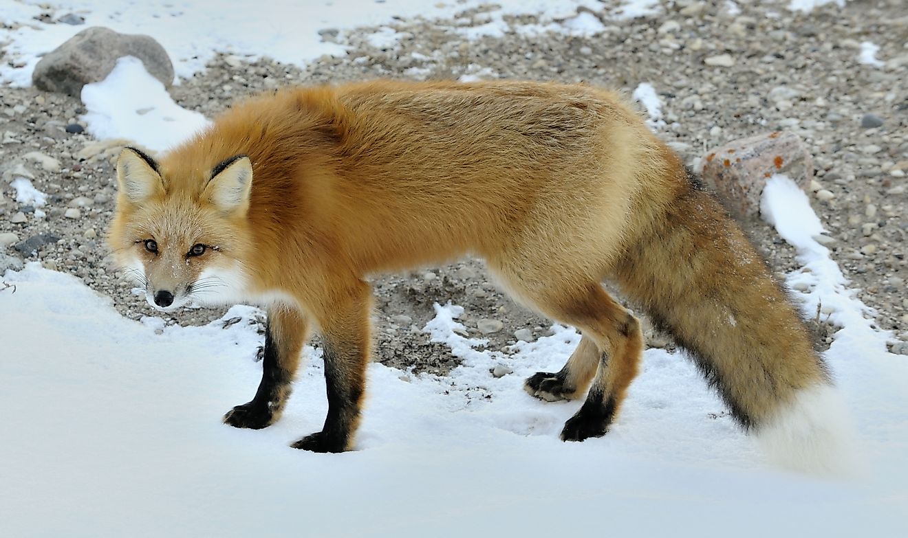 Red foxes' adaptable natures have made them a populous species with a far-reaching range of habitat.