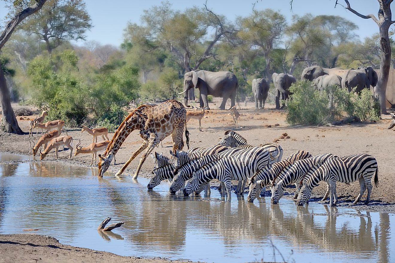 African wildlife