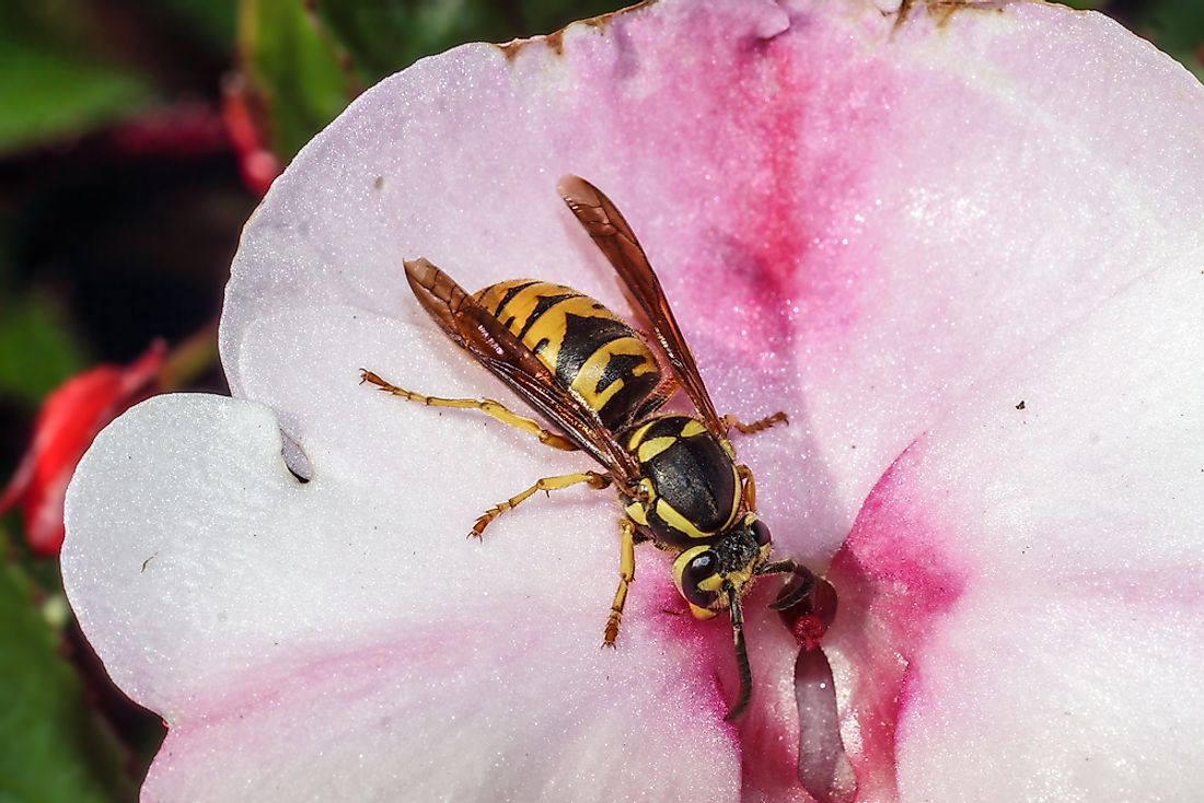 Yellowjackets feed on flower nectar. 