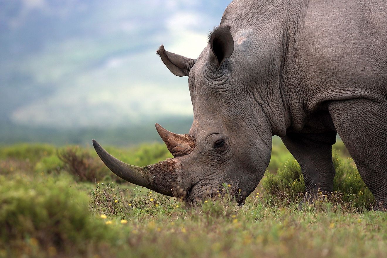 An endangered white rhino rhinoceros. Image credit: Joanathan Pledger/Shutterstock.com