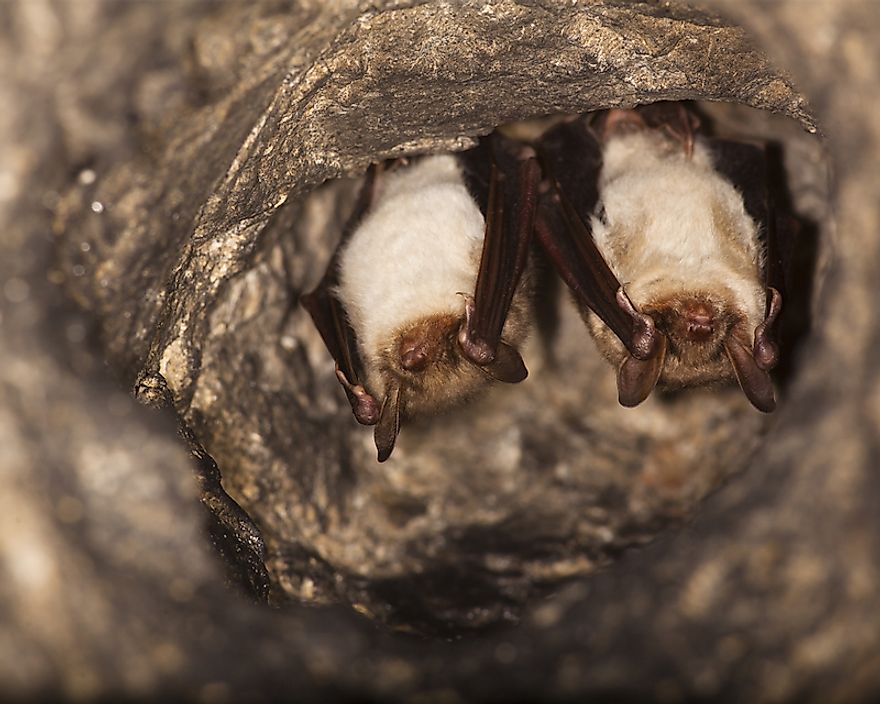 Bats hibernating in a cave.