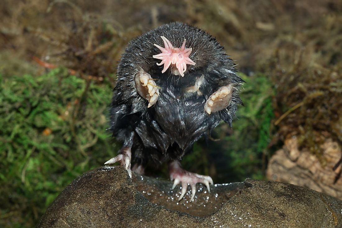 The star-nosed mole lacks the ability to see. 