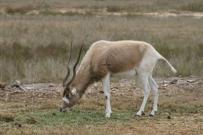 An Addax grazing in Egypt.