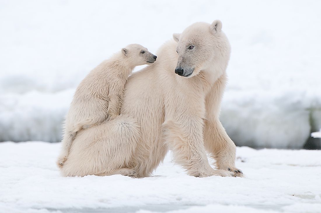 A polar bear with her cub. 