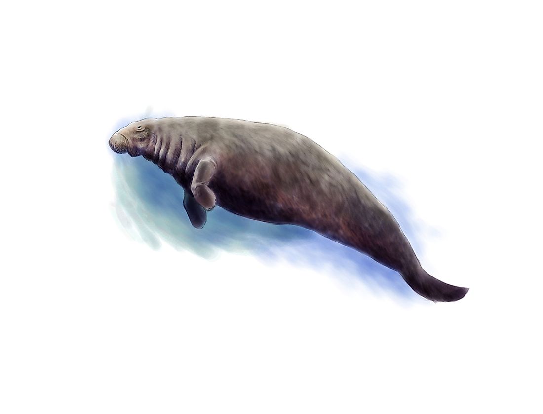 A digital illustration of the now-extinct Steller's sea cow. The Steller's sea cow was an astonishing 10 meters long. 