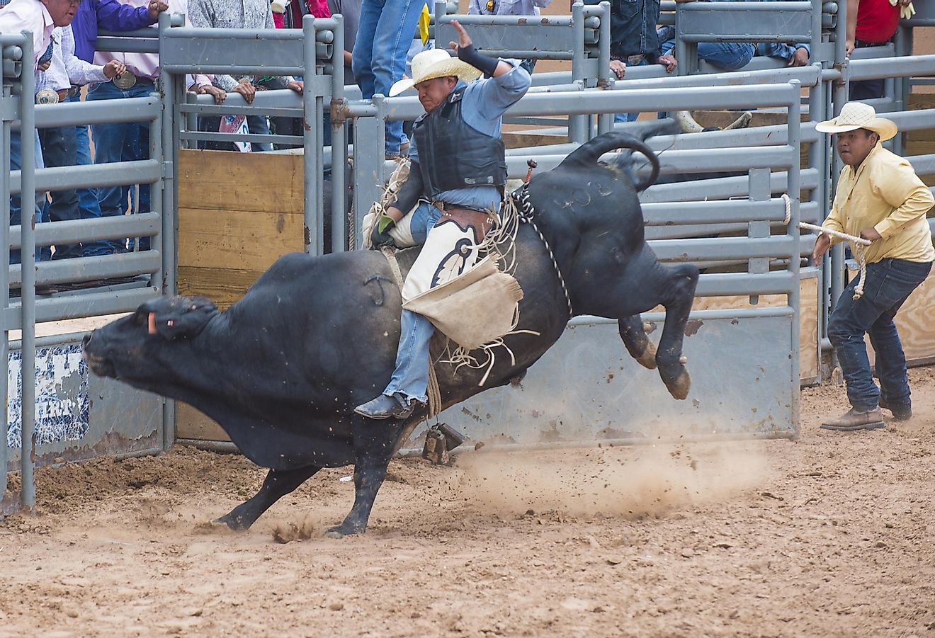 This rodeo sport is quite simple - you have to survive as long as you can on top of a raging bull. Image credit: Kobby Dagan / Shutterstock.com
