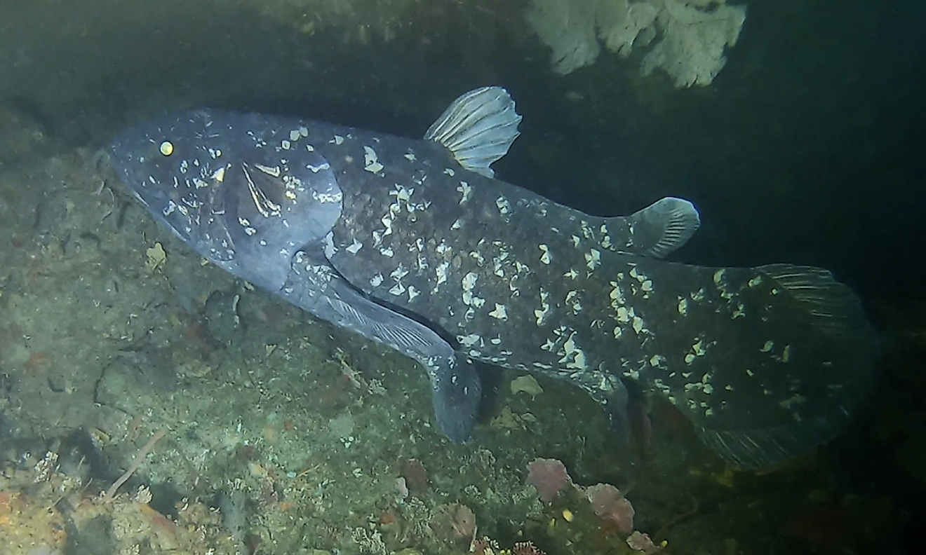 Coelacanth off Pumula on the KwaZulu-Natal South Coast, South Africa. Image credit: Bruce A.S.Henderson