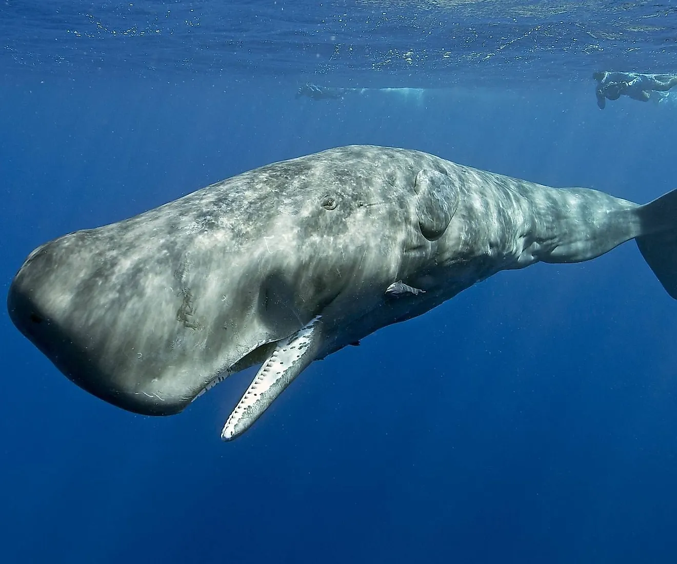Side profile of a young female sperm whale. Via Shutterstock / delz76.