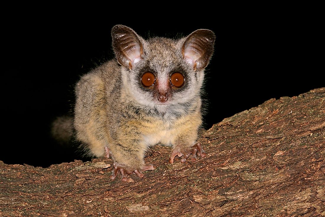 Bushbabies use their large eyes to see in the dark.