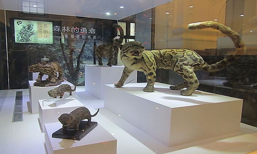 Specimen of the extinct Formosan clouded leopard in the National Taiwan Museum.