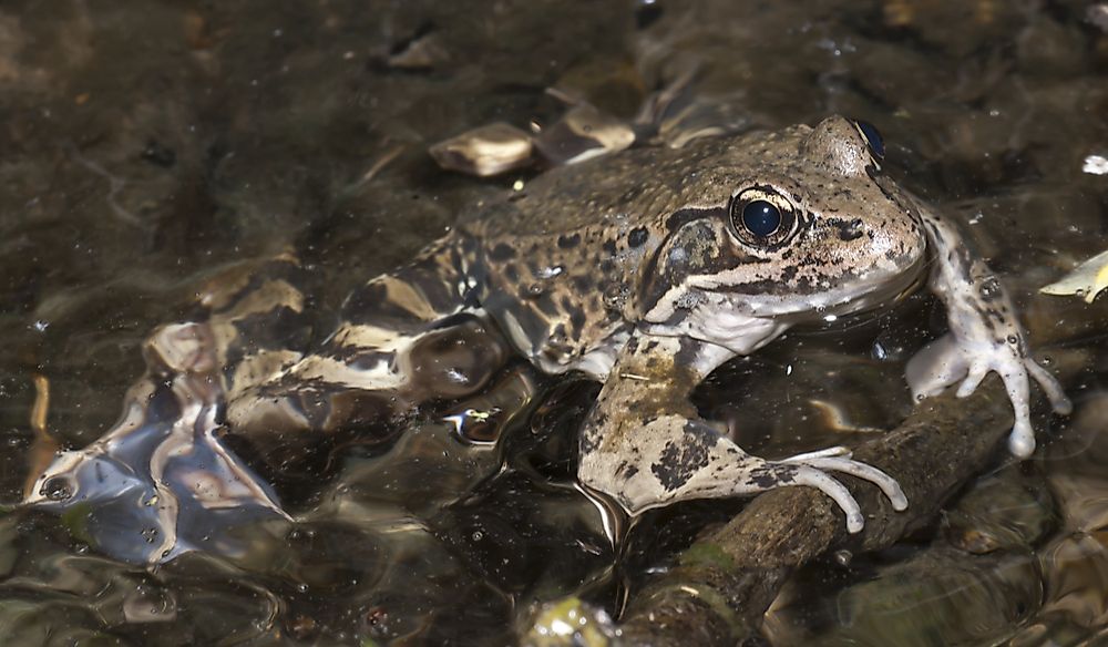 The California red-legged frog is found in 28 counties of California.