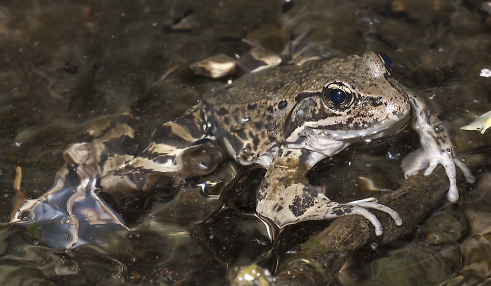 The California red-legged frog is found in 28 counties of California.