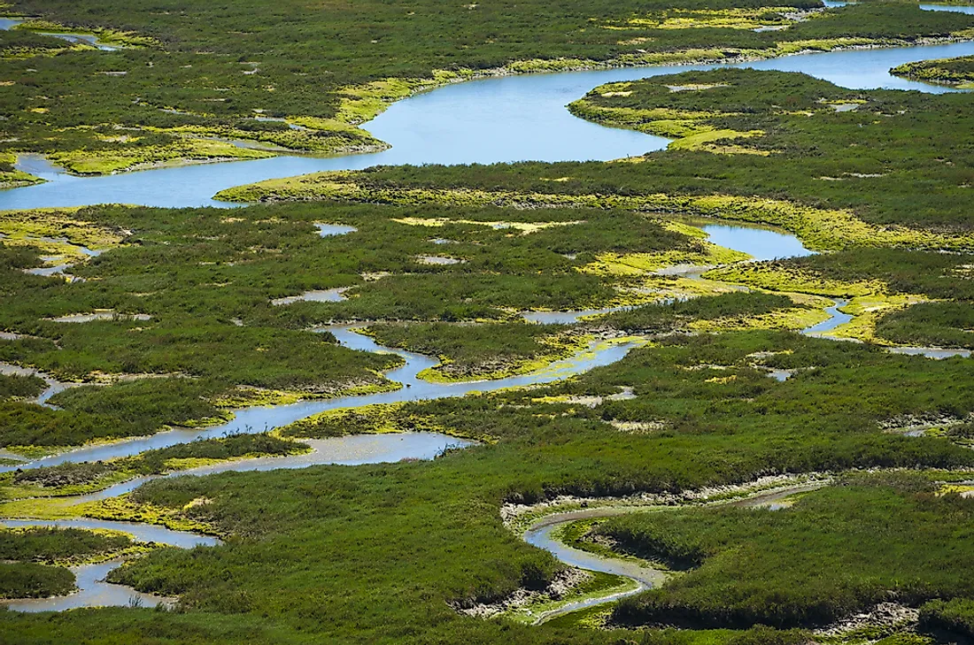 More than 340 different bird species visit Elkhorn Slough in the Western United States. 