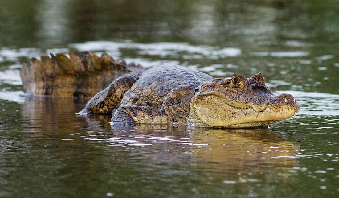 The spectacled caiman is the most common crocodilian species in the world.