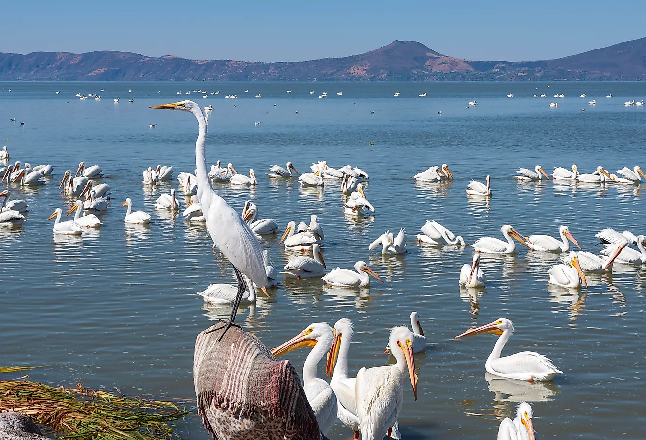 Great white egret or ardea alba perched above pelicans on Lake Chapala, Mexico.