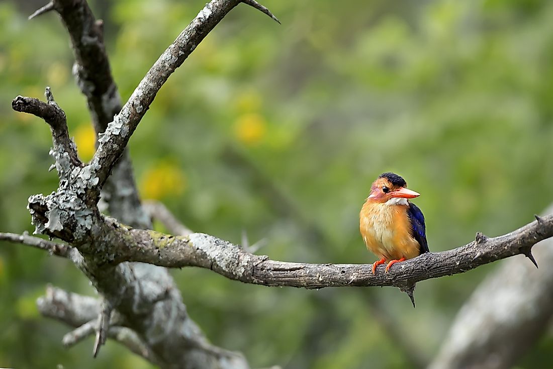 The guam kingfisher. 