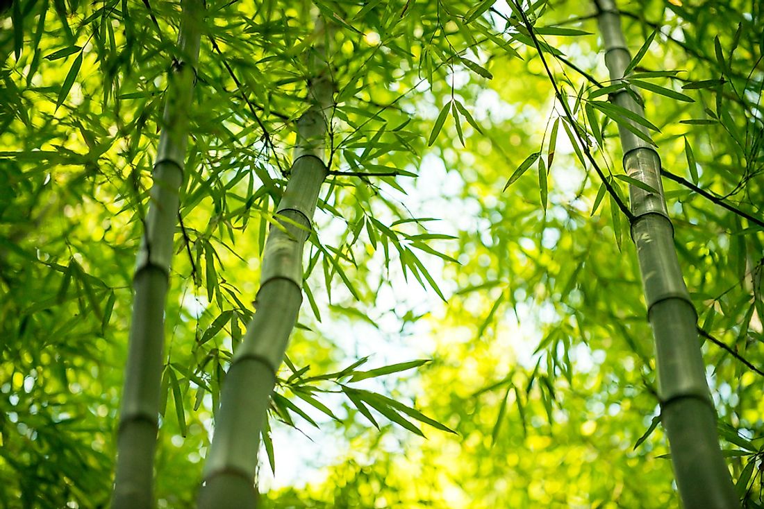 Bamboo.