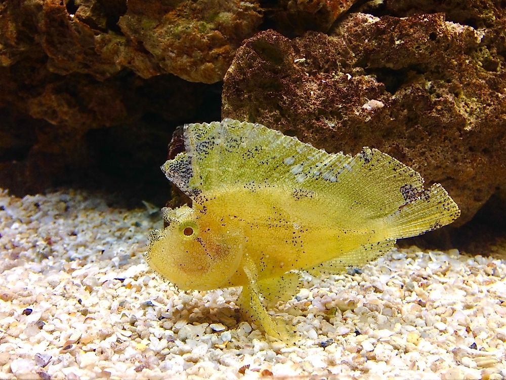 A yellow scorpionfish.