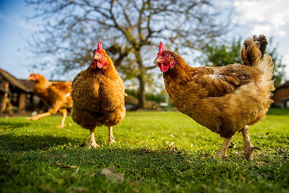 Chickens are kept by humans to provide eggs, meat, and feathers.
