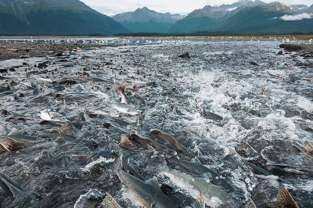 Wild salmon spawning in Alaska in summer