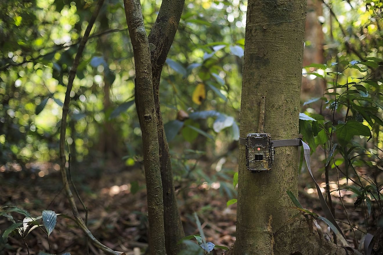 A camera trap set up in a forest to capture photographs of wildlife. Image credit: Browneye/Shutterstock.com