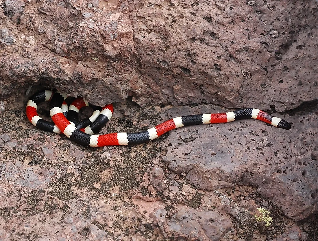 The venom of the western coral snake is the second deadliest among snakes.